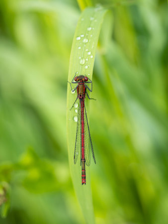 Large red damselfly, Pyrrhosoma nymphula on blade of grass with raindrops. Dorsal view.