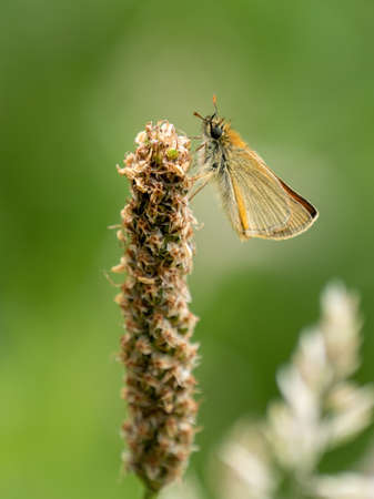 Small skipper Thymelicus sylvestris resting on grass in summertime.の写真素材