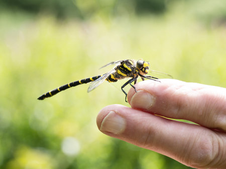 Golden-ringed dragonfly aka Cordulegaster boltonii on finger.の写真素材