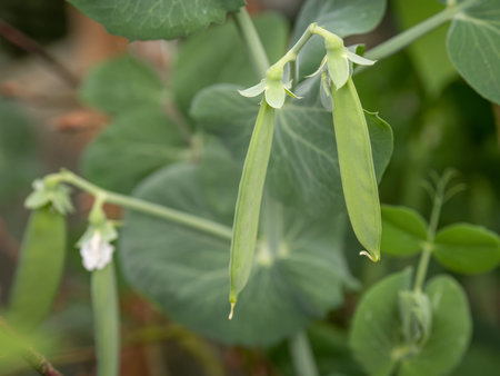 Organic green peas, not yet swollen, with lacewing insect of the order Neuroptera.