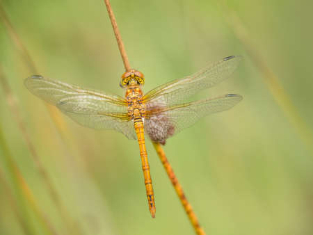 Female Common Darter dragonfly aka Sympetrum striolatum seen from above.の写真素材