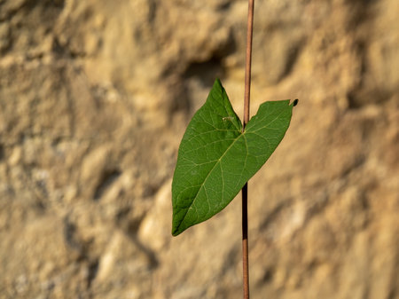 Single heart shaped leaf, probably bindweed, in front of wall. Differential focus. UK.の写真素材