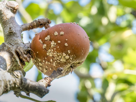 Brown rot on apple, monilia fungus.の写真素材