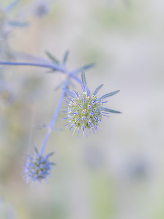 Eryngium flower detail, narrow depth of field.の写真素材