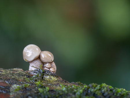 fied small mushrooms, fungi. Look like a little family.の写真素材