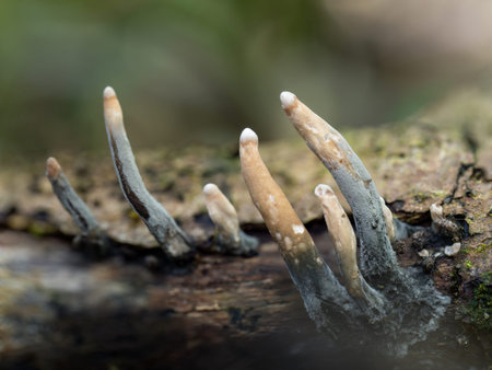 Xylaria fungus macro, on log. UK.