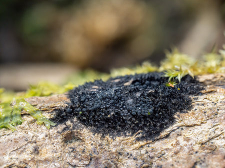 Chaetosphaerella phaeostroma black fungus, uk.の写真素材