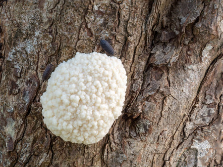 Enteridium lycoperdon (syn. Reticularia lycoperdon) aka False Puffball. April, UK.の写真素材
