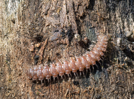 Polydesmus angustus, the Flat-backed millipede is orangey-brown with a long, flat body that resembles a centipede.の写真素材