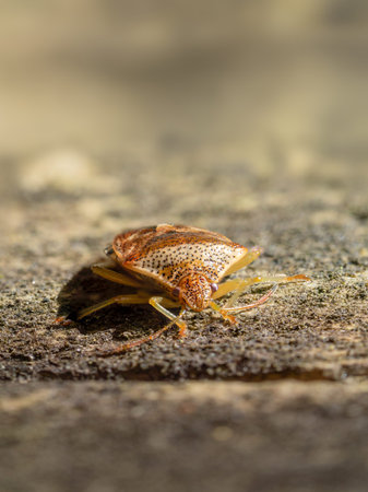 Shield bug aka Stink bug facing camera. Macro shot with good face detail.