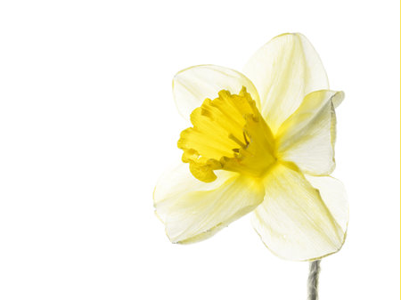 Daffodil, narcissus backlit and isolated on white background.の写真素材