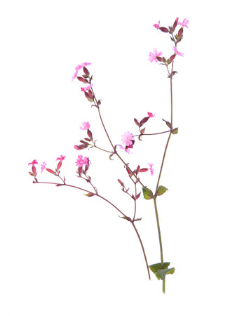Red campion aka Silene dioica isolated on white background.の写真素材