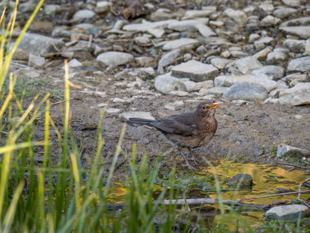 Thirsty young blackbird, Baby Turdus merula, drinking from puddle. UK.