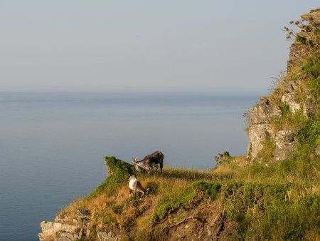 Feral goats on cliffs near Valley of Rocks in North Devon, England.の写真素材