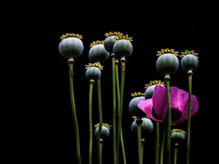 Purple poppy flower with seedheads backlit. Narrow depth of field.の写真素材
