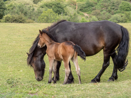 Dartmoor pony mare and foal closeup.の写真素材