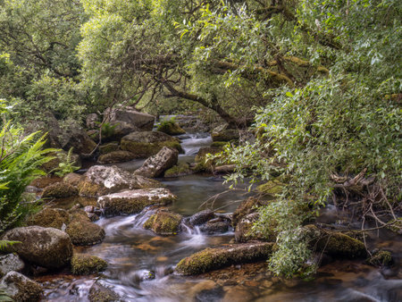 Typical Dartmoor woodland stream, long exposure.の写真素材