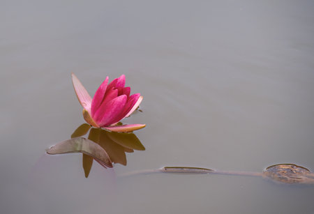 Low level view of single pink waterlily flower bud in pond.の写真素材
