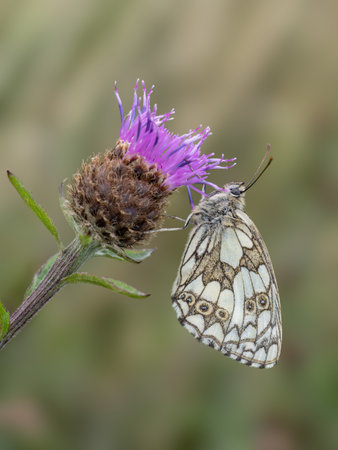 Marbled white butterfly aka Melanargia galathea on purple knapweed flower aka centaurea plantの写真素材