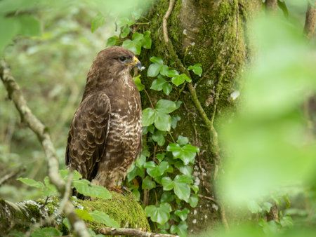 Wild Common buzzard in tree. Buteo buteo.の写真素材