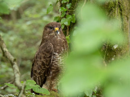 Wild Common buzzard in tree. Buteo buteo.の写真素材