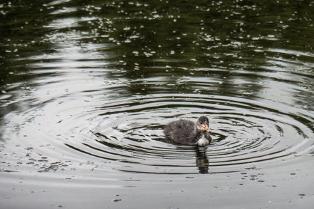 Scruffy looking but cute, one moorhen chick swimming in pond in England, UK. Gallinula chloropus.の写真素材