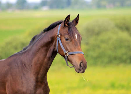 portrait of young horseの写真素材