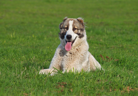 watch dog of breed central Asiatic sheep dog on a natural background
