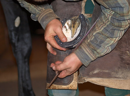 A farrier cleans out a hoof a raspの写真素材