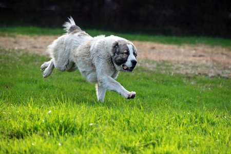 The large shaggy dog of watch breed hurrying on a grass