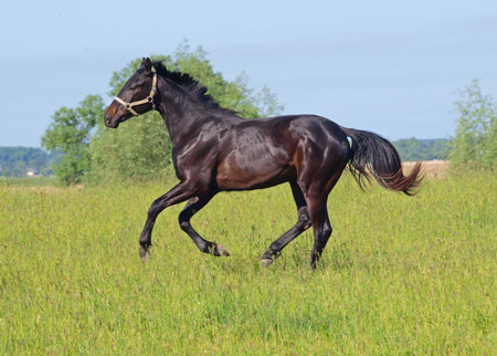 Bay young stallion galloping on a meadowの写真素材