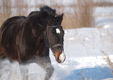Portrait of beautiful stallion  in a winter dayの写真素材