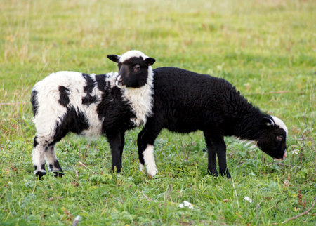 two cute lambs on the green meadow の写真素材