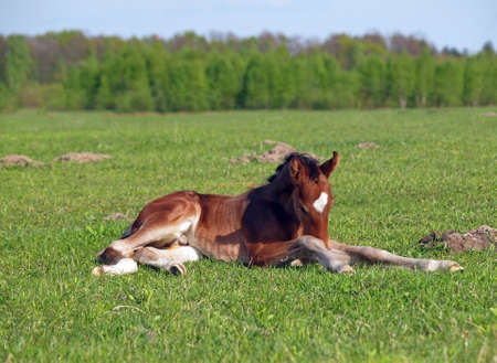 little bay foal on green meadowの写真素材