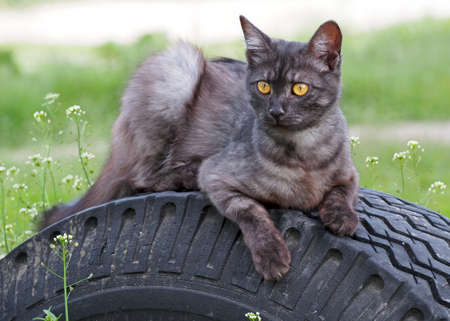 Portrait of beautiful smoke-coloured cat with yellow eyes on a natural backgroundの写真素材