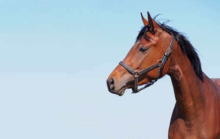 Portrait of young bay horse on a sky background の写真素材