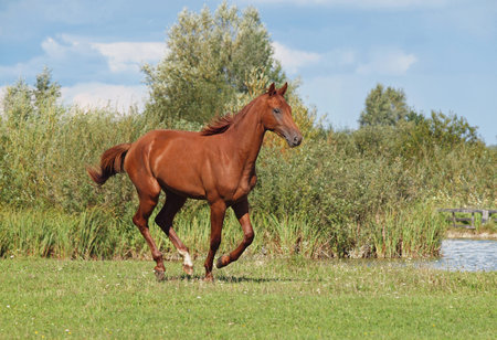Chestnut young stallion galloping through the summer meadow の写真素材