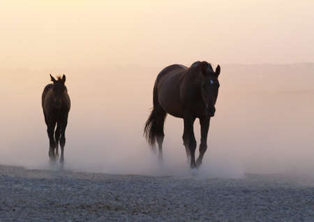 Mare with a foal return from a pasture in the clubs of dust の写真素材