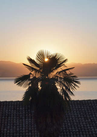 Palm tree silhouette on a background the coast of Croatia and ascending sunの写真素材