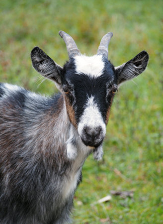 Portrait of young domestic goat on a natural green background