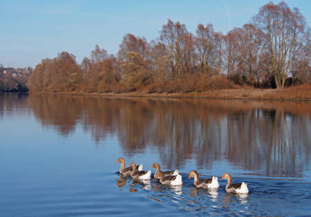 Kind on the river with domestic geese in a cold autumn dayの写真素材