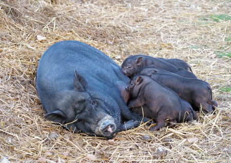 Sow and two-week piglings of the Vietnamese breed on a natural background
