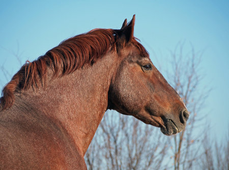 Portrait of powerful red in a grey hair Toric horse on a background blue skyの写真素材
