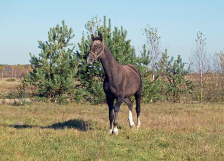 A young dark-grey stallion hurries on the autumn field on a background conifersの写真素材