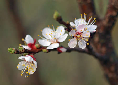 Flowering branch of apricot on the natural backgroundの写真素材