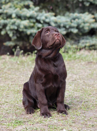 Beautiful chocolate Labrador puppy sits on natural backgroundの写真素材
