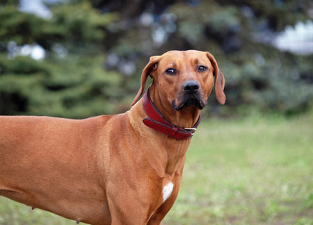 Portrait of Rhodesian Ridgeback dog