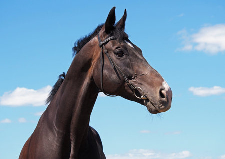 Portrait beautiful sportive stallion on background of blue skyの写真素材
