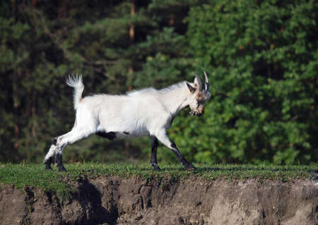 Young domestic goat hurries along on a natural backgroundの写真素材