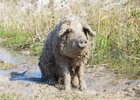 Very dirty pig of Hungarian breed Mangalitsa relaxing in a puddleの写真素材